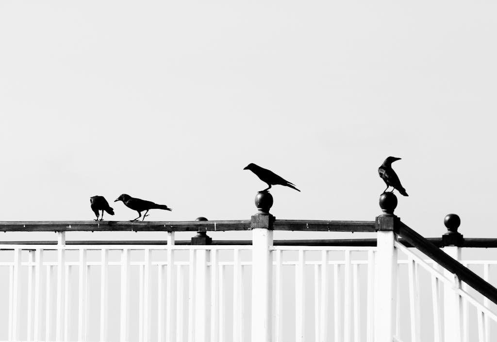 Black and white image of ravens perched on a fence, showcasing striking silhouettes and minimalism.